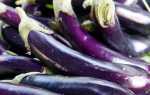 Баклажан Длинный фиолетовый: описание, фото, отзывы