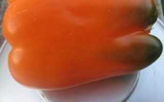Сладкий перец Биг Мама: отзывы, описание, характеристика сорта
