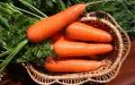 Морковь Мармелад F1: описание, фото, отзывы