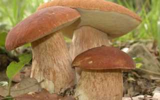 Как вырастить белые грибы на даче или садовом участке в домашних условиях