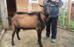 Чешская порода коз: описание, характеристики, особенности и отзывы