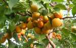 Посадка абрикоса весной: когда, и как правильно посадить (пошаговая инструкция)