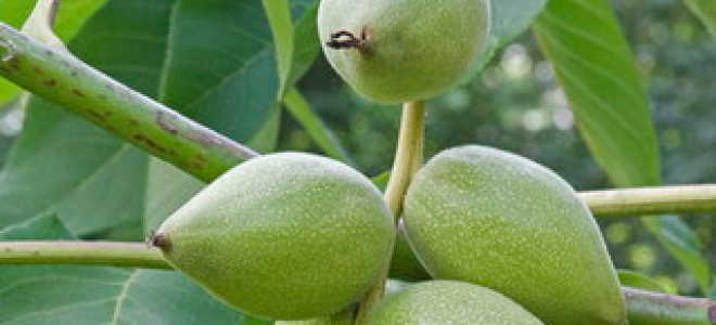 Посадка, выращивание, уход и размножение маньчжурского ореха: как вырастить маньчжурский орех на участке