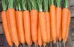 Морковь Дордонь F1: описание, фото, отзывы