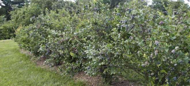 Голубика Блюкроп: описание сорта с фото отзывы