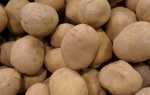Сорт картофеля «Ермак»: фото и описание