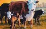Коровы герефордской породы: характеристика, содержание, фото и цена телят