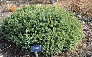 Ель канадская Эхиниформис (Picea glauca Echiniformis): описание, посадка и уход, фото