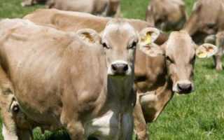 Корова швицкой породы: характеристика, цена, отзывы