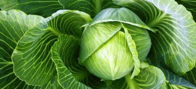 Капуста июньская: когда сеять на рассаду