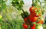 Томат — Палка — (11 фото): характеристика, описание и урожайность колоновидного сорта помидор, отзывы