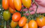 Сорт банан красный (томат): отзывы и особенности