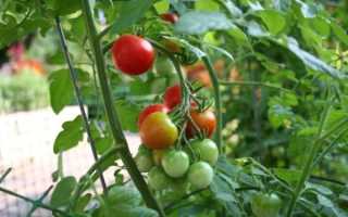 7 сортов томатов для открытого грунта устойчивых к фитофторозу