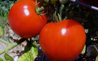 Пасынкование помидоров (детерминантных и индетерминантных), как правильно удалять пасынки