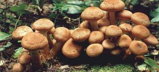 Рецепт жареных опят: на зиму делаем вкусную и полезную заготовку