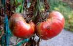 Фурацилин от фитофторы на помидорах: отзывы