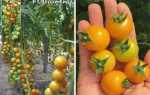 Томат Красный петух: характеристика и описание сорта, урожайность с фото