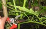 Формирование куста томата: как правильно в открытом грунте, куст помидоров в два стебля, видео