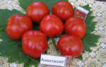 Описание, характеристика, посев на рассаду, подкормка, урожайность, фото, видео и самые распространенные болезни томатов сорта «Анастасия»