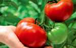 Как защитить томаты от фитофторы — защита томатов от фитофторы — Сад и огород