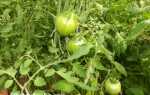 Подкормки помидоров: когда, чем и сколько, Дача