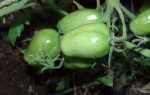Описание, характеристика, посев на рассаду, подкормка, урожайность, фото, видео и самые распространенные болезни томатов сорта «Кибиц»