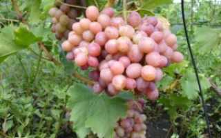Виноград Ливия: описание сорта, выращивание и уход, отзывы