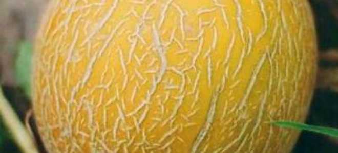 Купить Дыня Золотистая — интернет-магазин Помидорчик отзывы