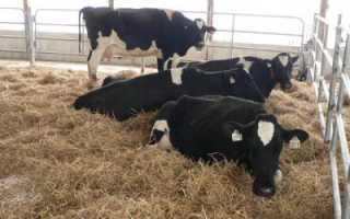 Ацидоз у коров: симптомы, причины, лечение