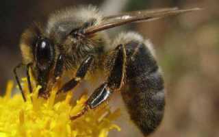 Среднерусская пчела: характеристика, описание, фото