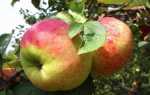 Сорт яблони Орловим: фото, отзывы, описание, характеристики
