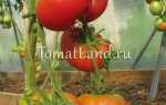 Томат Дикая роза: описание сорта, отзывы, фото, урожайность