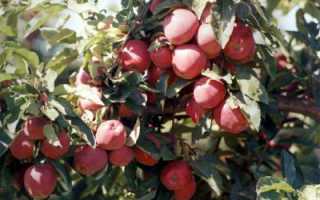 Сорт Старкримсон (яблоня): описание, фото, особенности выращивания