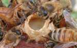 Пчелиное маточное молочко, его свойства и применение: Нетрадиционная медицина