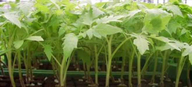 Подкормка помидор: корневая и внекорневая, удобрение томата и как подкармливать рассаду или взрослый томат