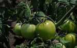Борьба с фитофторой: средства как спасти помидоры