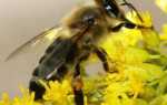 Карпатские пчелы: отзывы, фото, характеристика