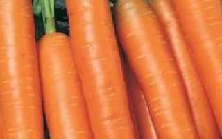 Урожайные сорта моркови: фото, название, описание