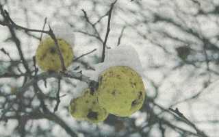 Подготовка яблонь к зиме в суровых климатических условиях Сибири — Сады Сибири