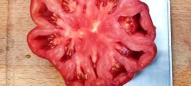 Томат Нина: характеристика и описание сорта, фото, отзывы