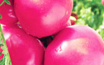 Томат — Мажор — F1: описание, его характеристика, фото, а также особенности выращивания помидоры — Мажор