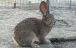 Кролики фландр: описание и фото