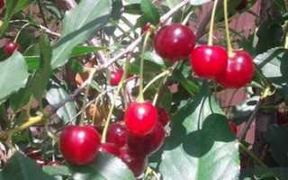 Сорт вишни Ашинская: фото, отзывы, описание, характеристики