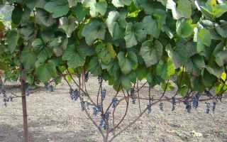 Виноград Амурский: описание сорта, правильная посадка и уход
