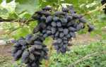 Сорт Викинг (виноград): описание, выращивание, отзывы