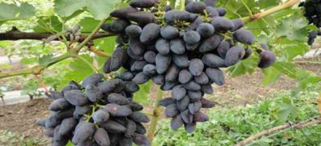 Сорт Викинг (виноград): описание, выращивание, отзывы