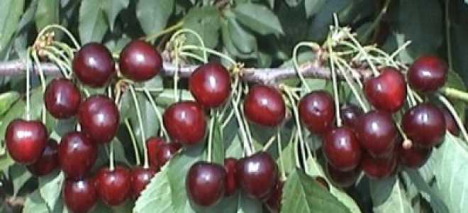 Сорта черешни — Сюбаровская, Частный дом