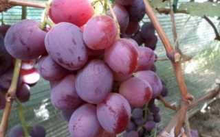 Виноград эверест: описание сорта, правила ухода, фото и отзывы