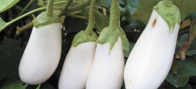 Баклажан Лебединый: описание, выращивание, уход, фото