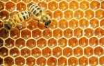 Пчелы бакфаст: описание и характеристика